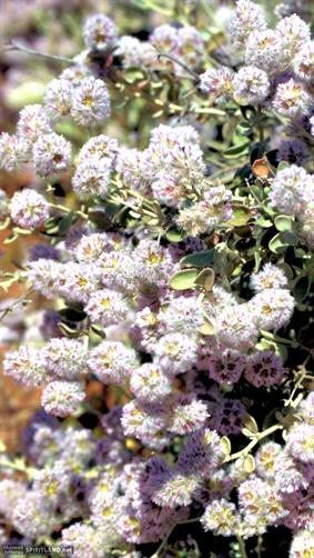 Wildflowers, Gascoyne, WA. 